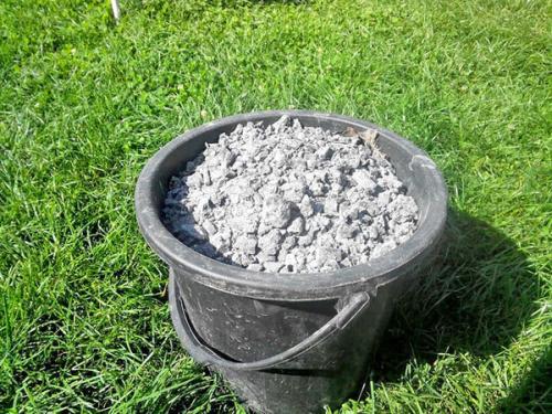 Чего боится колорадский жук