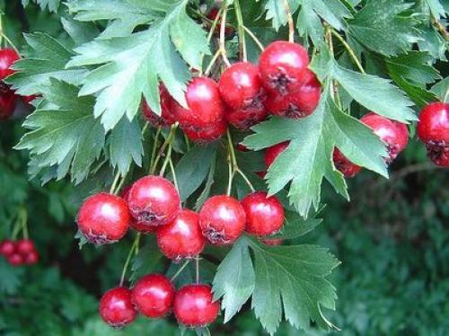 Как в духовке высушить боярышник. Как сушить боярышник 02 Как в духовке высушить боярышник. Как сушить боярышник 02