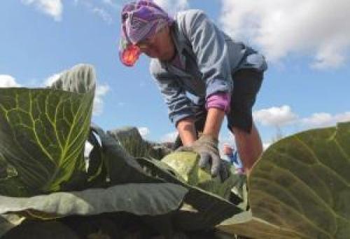 Какую температуру выдерживает капуста при хранении. Боится ли овощ заморозков?