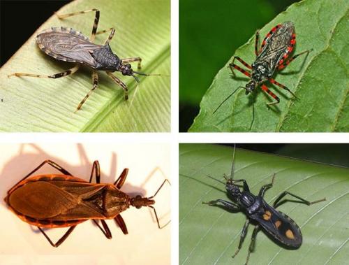 Чем опасны клопы уличные. Клопы помощники