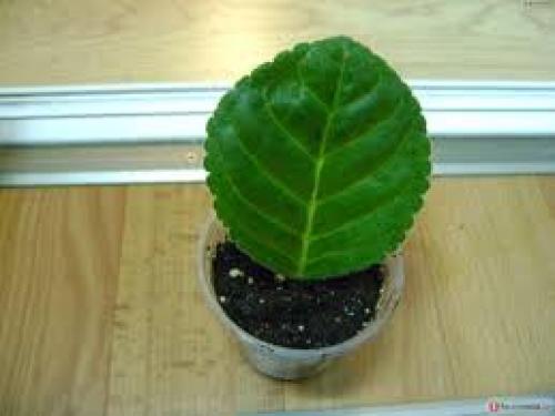 Глоксинии размножение листом. Частью листа 07 Глоксинии размножение листом. Частью листа 07