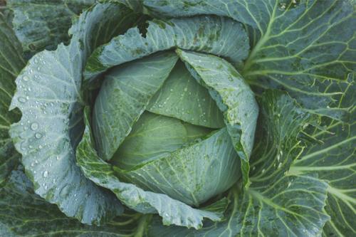 Капуста поздняя когда убирать. Уборка белокочанной капусты на хранение 01 Капуста поздняя когда убирать. Уборка белокочанной капусты на хранение 01