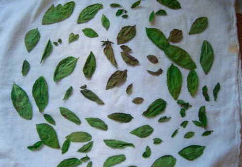 Как правильно сушить базилик в сушилке. Когда собирать базилик для сушки на зиму