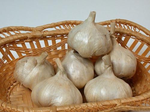 Яровой чеснок. Лучшие сорта ярового чеснока для выращивания