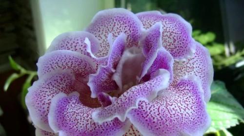 Посадка глоксинии. Выращивание глоксинии из семян