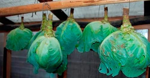 Как хранить капусту. Место для хранения свежей капусты