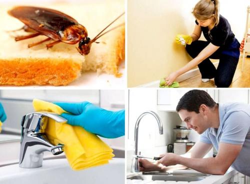 Средство от тараканов. Тараканы в квартире: не беда, подберем самое эффективное средство