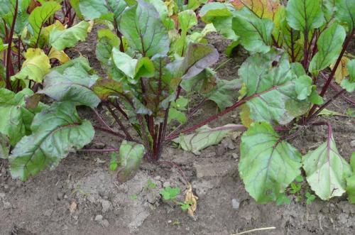 Когда убирать свёклу с огорода. Когда убирать свеклу с грядки на хранение