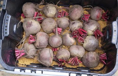 Как хранить свеклу в погребе. Способы хранения в погребе, подвале