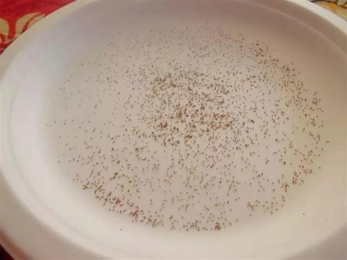 Глоксинии размножение листом. Частью листа 11 Глоксинии размножение листом. Частью листа 11