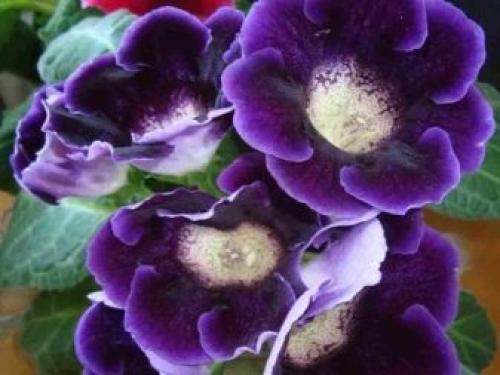 Глоксинии размножение листом. Частью листа 10 Глоксинии размножение листом. Частью листа 10