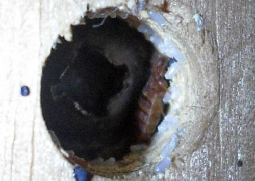 Где живут клопы домашние. Где живут клопы в зараженной квартире 04 Где живут клопы домашние. Где живут клопы в зараженной квартире 04