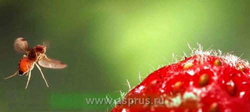 Дрозофила пятнистая. На что обратить внимание и как защитить плантации?