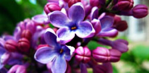 Овощные культуры капуста цветная. Полезные свойства капусты 04