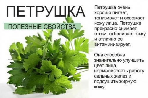 Петрушка Итальянский гигант. Описание и характеристики петрушки Итальянский гигант