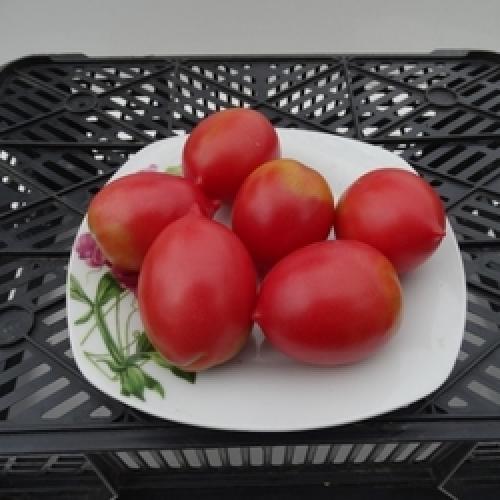 Томат Де-Барао царский форум. Описание сорта томата Де Барао царский, отзывы, фото