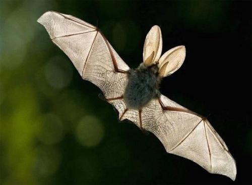 Летучая мышь зимой на балконе. Что делать, если в дом залетела летучая мышь. Рассказываю, как правильно поймать и выпустить этого гостя