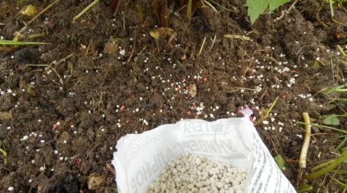 Уход за смородиной после сбора урожая. Задел на будущее: уход за смородиной после плодоношения