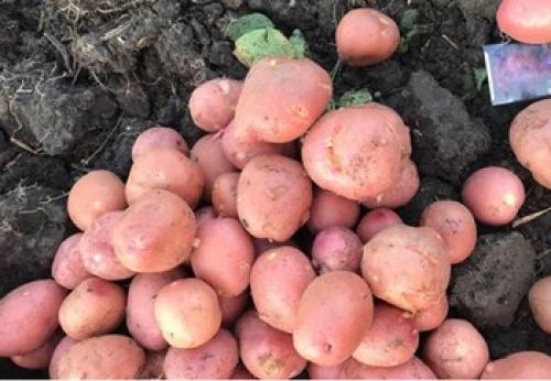 Картофель Ред фэнтези. Картофель «Ред фэнтези» – описание сорта, отзывы, выращивание и уход 02