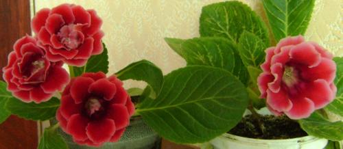 Как хранить зимой глоксинию. Способы хранения клубней глоксиний в период покоя 11