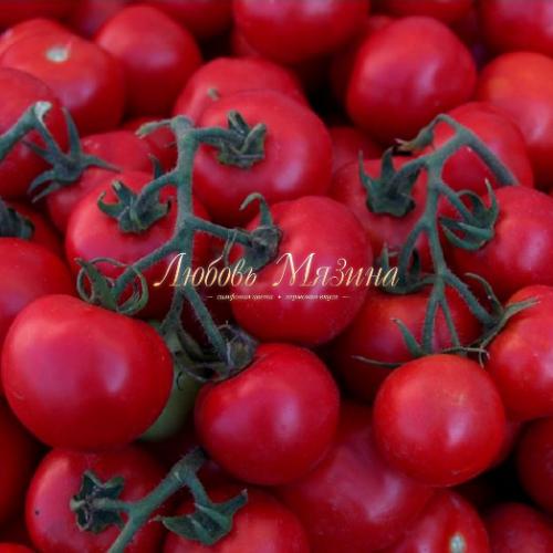 Томат Малиновое чудо. Бесспорный фаворит среди розовоплодных томатов — Малиновое чудо: описание сорта и его основные характеристики 04