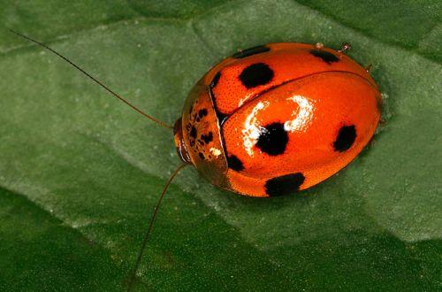 Тараканы летают?