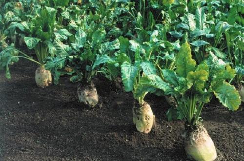 Свекла кормовая эккендорфская желтая. Лучшие сорта