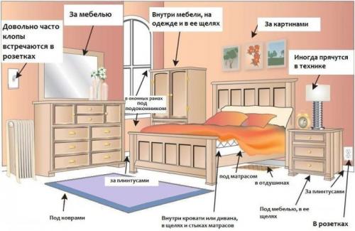 Квартирные клопы, как избавиться. Клопы в квартире, как избавиться навсегда