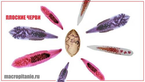 Свежие тыквенные семечки.  Ну и последний, третий тип паразитов, это «сосальщики».