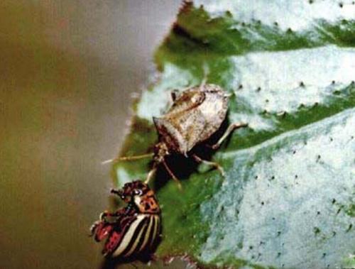 Чем опасны клопы уличные. Клопы помощники