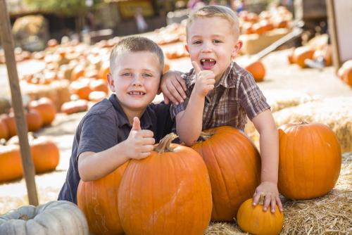 Тыква сколько хранится. Какие сорта подходят для хранения? 07 Тыква сколько хранится. Какие сорта подходят для хранения? 07