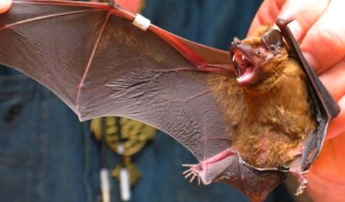 Летучие мыши, как зимуют. Зимняя спячка летучих мышей 03