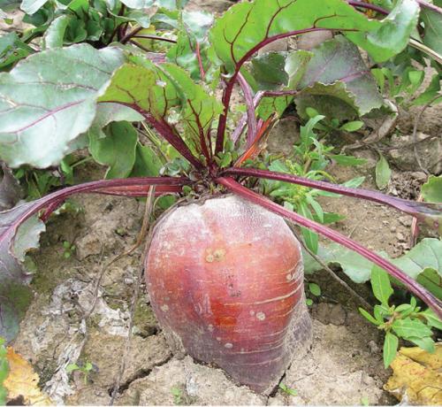 Можно ли хранить в морозилке вареную свеклу. Отварная тертая и целая для салатов 03