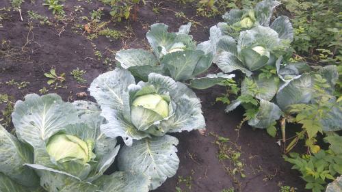 Когда убирают позднюю капусту. Когда убирать капусту с грядки по лунному календарю 2019 04