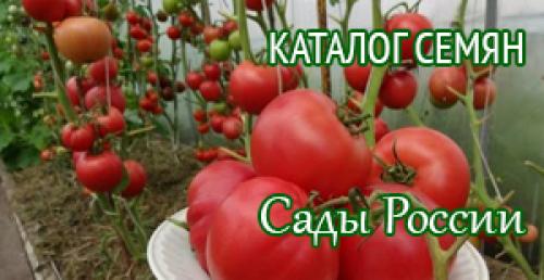 Томат Де Барао царский оранжевый. Описание сорта томата Де Барао царский, отзывы, фото