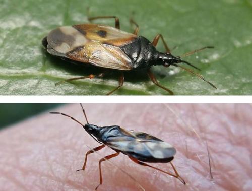 Чем опасны клопы уличные. Клопы помощники