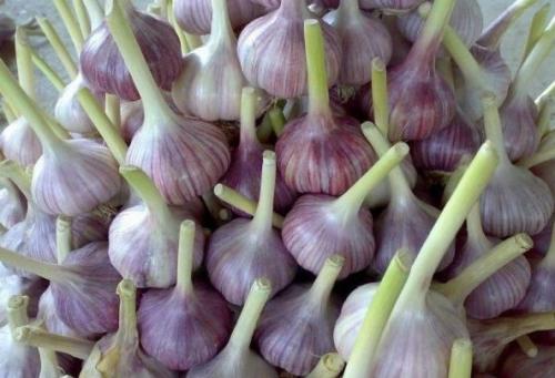 Храним чеснок. Предыстория: почему плохо хранится чеснок