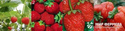 Клубника в теплице зимой. Выращивание клубники зимой