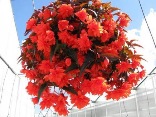 Бегония посадка в грунт. Бегония вечноцветущая: посадка и уход в открытом грунте