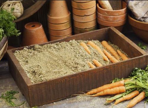 Надо ли мыть морковь после уборки урожая для закладки на хранение. Видео 02 Надо ли мыть морковь после уборки урожая для закладки на хранение. Видео 02