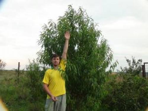 Персик, как укрыть на зиму. Правильная подготовка персика к зиме для получения хорошего урожая 08 Персик, как укрыть на зиму. Правильная подготовка персика к зиме для получения хорошего урожая 08