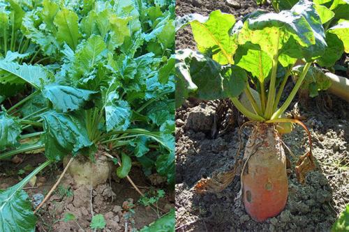 Сахарная свекла от кормовой: чем отличается по составу, вкусу, виду