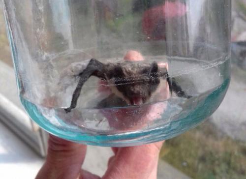 Нашел летучую мышь зимой, что делать. Что делать, если летучая мышь залетела в квартиру: советы экспертов