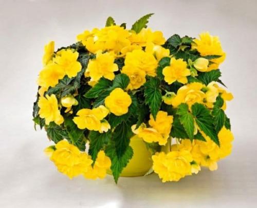 Бегония посадка в грунт. Бегония вечноцветущая: посадка и уход в открытом грунте