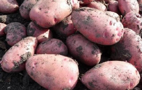 Картофель алладин форум. Картофель алладин: описание сорта, характеристика, фото, посадка и выращивание