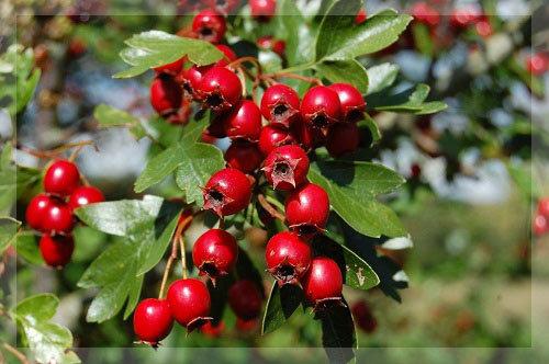 Заготавливаем боярышник по правилам: сушка, хранение