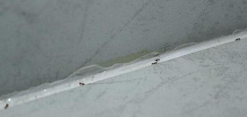 В квартире появились муравьи, как от них избавиться.  Самая большая ошибка – уничтожать только насекомых, которых вы видите на поверхности, то есть фуражиров