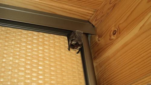 Нашел летучую мышь зимой, что делать. Что делать, если летучая мышь залетела в квартиру: советы экспертов