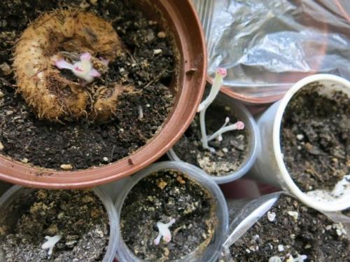 Когда убирать глоксинию на покой. Уход осенью –, как сохранить глоксинию до весны