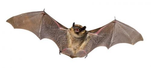 Летучие мыши, что едят. Видео «Интересные факты»